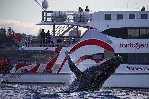 3 Hour Discovery Cruise Ultimate Whale Watching Experience - Surfers Gold Coast 7