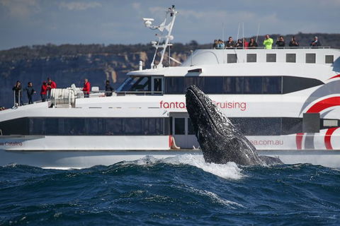 3 Hour Discovery Cruise Ultimate Whale Watching Experience - Surfers Gold Coast 5