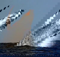 Sydney Whale-Watching Cruise Including Lunch or Breakfast - Surfers Gold Coast