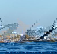 Small-Group Luxury Sydney Whale Watching Cruise - Surfers Gold Coast
