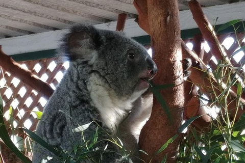 Small-Group Blue Mountains Day Trip From Sydney Including Featherdale Wildlife Park, Wentworth Falls, And Leura Cascades - Surfers Gold Coast 1