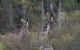 Blue Mountains Small-Group Insider Tour From Sydney - thumb 12