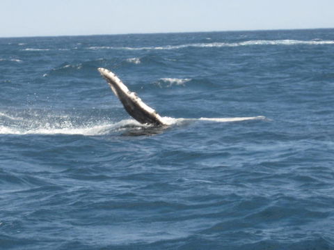 Sydney Eco Whale Watching Small Group Cruise - Surfers Gold Coast 2
