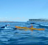 Whale Watching by Sea Kayak in Batemans Bay - Surfers Gold Coast
