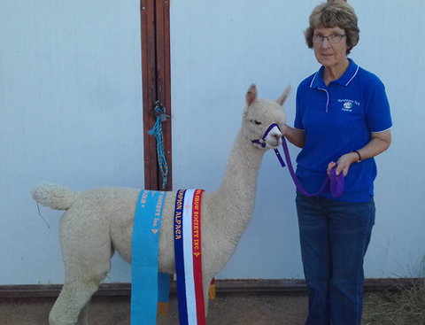 Marchmont Park Alpacas - Surfers Gold Coast 0