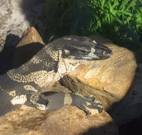 Armadale Reptile Centre - Surfers Gold Coast