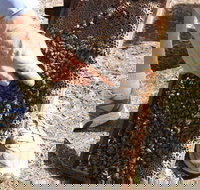 Bees on Keswick Island - Surfers Gold Coast