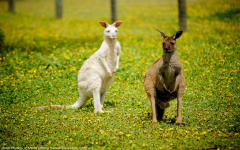 Bordertown Wildlife Park - Surfers Gold Coast 0