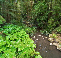 Brindle Creek Walking Track - Surfers Gold Coast