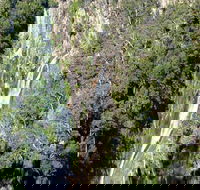 Carrai National Park - Surfers Gold Coast