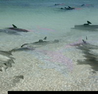 Dolphins of Monkey Mia - Surfers Gold Coast