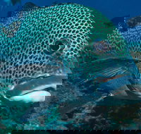 Fish Bowl Dive Site - Surfers Gold Coast