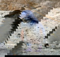 Granite Island Nature Park - Guided Penguin Tours - Surfers Gold Coast