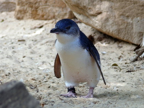 Granite Island Nature Park - Guided Penguin Tours - Surfers Gold Coast 0