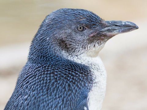 Granite Island Nature Park - Guided Penguin Tours - Surfers Gold Coast 1
