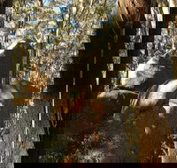 Gulaga National Park - Surfers Gold Coast