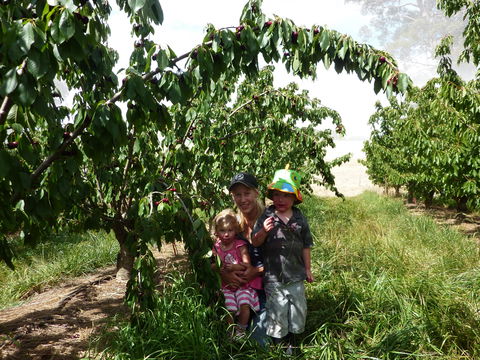Harben Vale Pick Your Own Cherries - Surfers Gold Coast 0