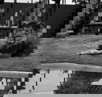 Hunter Valley Zoo - Surfers Gold Coast