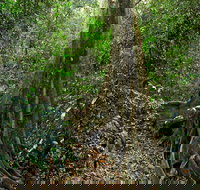 Iluka Nature Reserve - Surfers Gold Coast