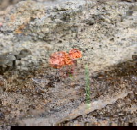 Moorooduc Quarry Walk  Stairs Circuit - Surfers Gold Coast