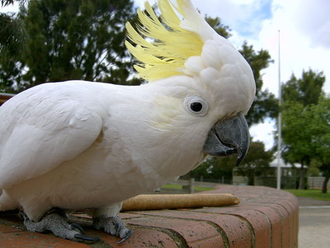 Myuna Farm - Surfers Gold Coast 1