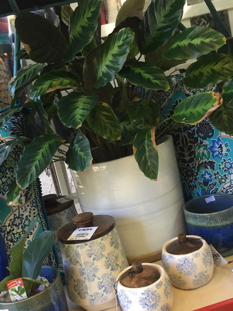 Noreen's Seaside Shop - Surfers Gold Coast 0