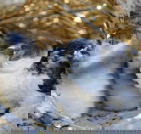 Penguin Island - Surfers Gold Coast