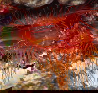 Pixie Pinnacle Dive Site - Surfers Gold Coast