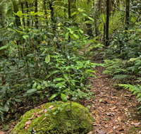 Red Cedar Loop - Surfers Gold Coast