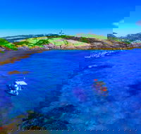 Snorkelling Montague Island - Surfers Gold Coast