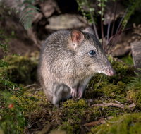 Wildlife Wonders - Surfers Gold Coast
