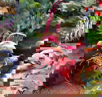 Ballina Farmers Market - Surfers Gold Coast