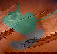 Batchelor Butterfly Farm  Pet Garden - Surfers Gold Coast