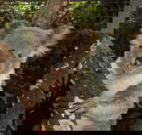 Birdland Animal Park - Surfers Gold Coast