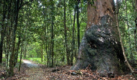 Blue Gum Loop Trail - Surfers Gold Coast 0
