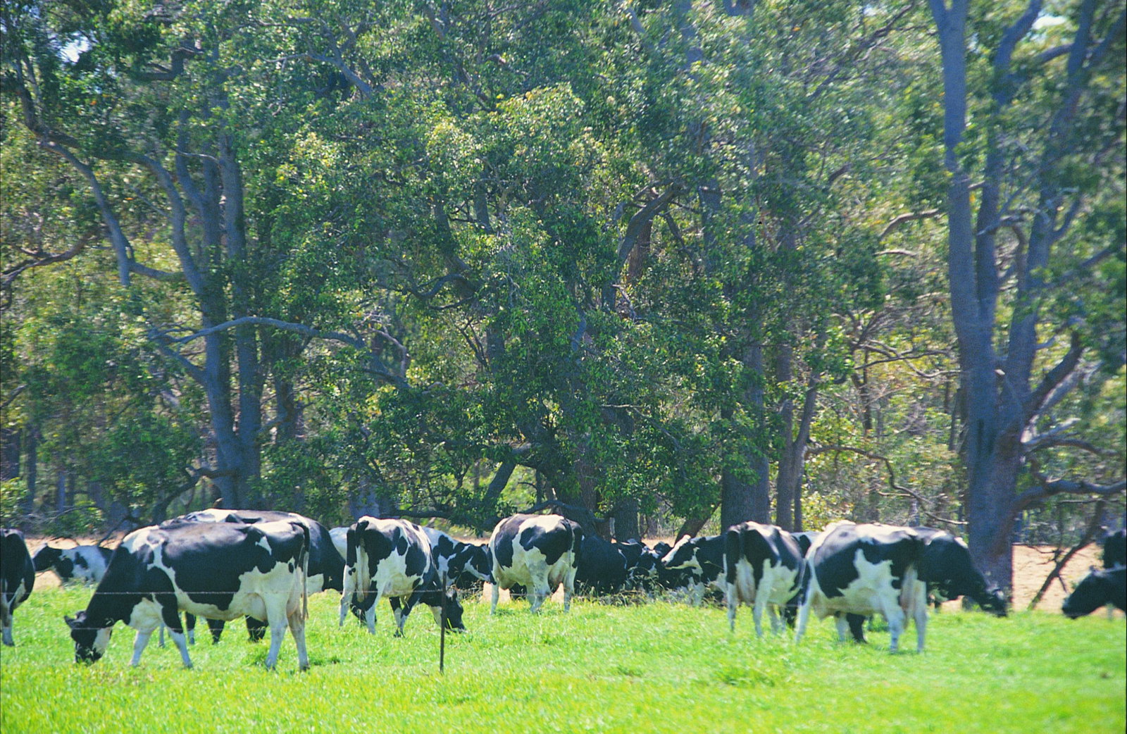 Stratham WA Surfers Gold Coast