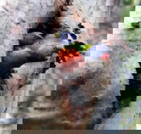 Cumberland State Forest - Surfers Gold Coast