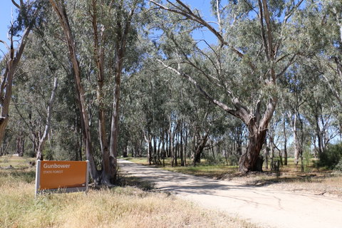 Gunbower Island Forest Drive - Surfers Gold Coast 2