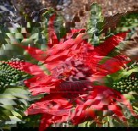 Inverawe Native Gardens - Surfers Gold Coast