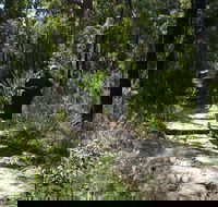 Karloo Walking Track - Surfers Gold Coast