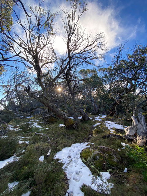 Mount Torbreck Summit Walk - Surfers Gold Coast 0