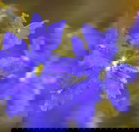 Mount Madden Scenic Drive - Surfers Gold Coast