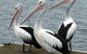Pelican Feeding - thumb 0