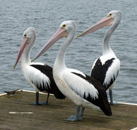 Pelican Feeding - Surfers Gold Coast