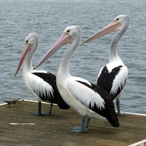 Pelican Feeding - Surfers Gold Coast 0