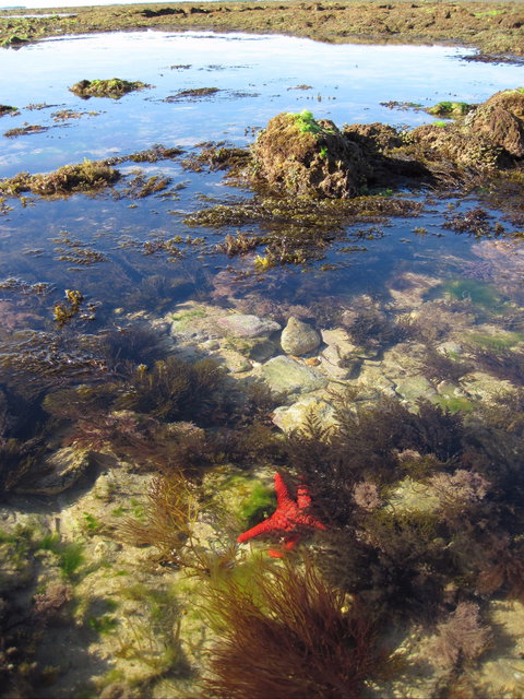 Point Danger Marine Sanctuary - Surfers Gold Coast 1