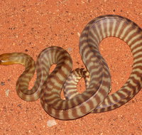 Red Desert Reptiles - Surfers Gold Coast