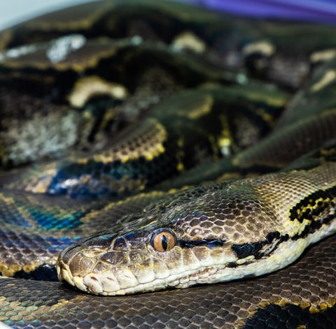 Serpentarium Wildlife Park Tasmania - Surfers Gold Coast 1