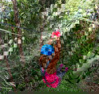 TreeTop Challenge - Sunshine Coast - Surfers Gold Coast