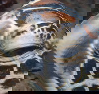 Turtle Bommie - Surfers Gold Coast